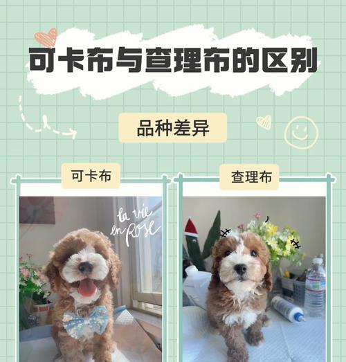 贵宾犬皮毛护理全攻略