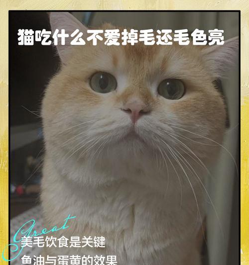 猫咪毛发健康五大养护要点