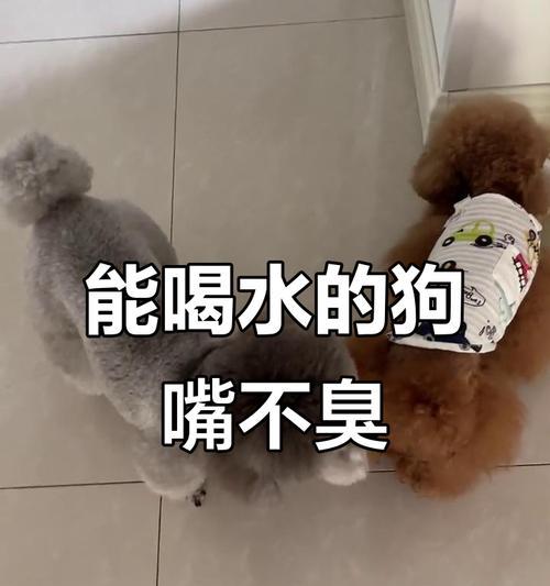 宠物口臭改善必备技巧_科学养护方法解析