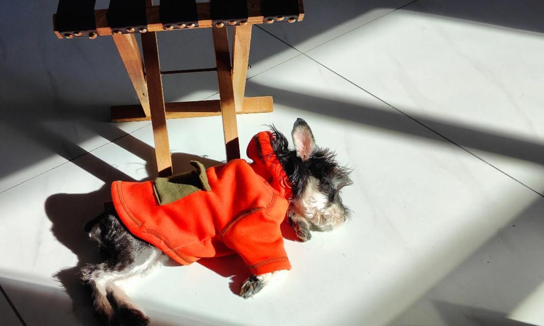 狗狗睡眠质量：品种与年龄对睡眠需求的关键影响