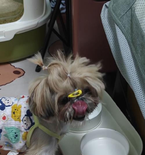 西施犬感冒症状及护理指南