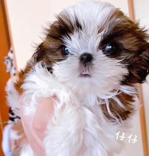 西施犬感冒症状及护理指南