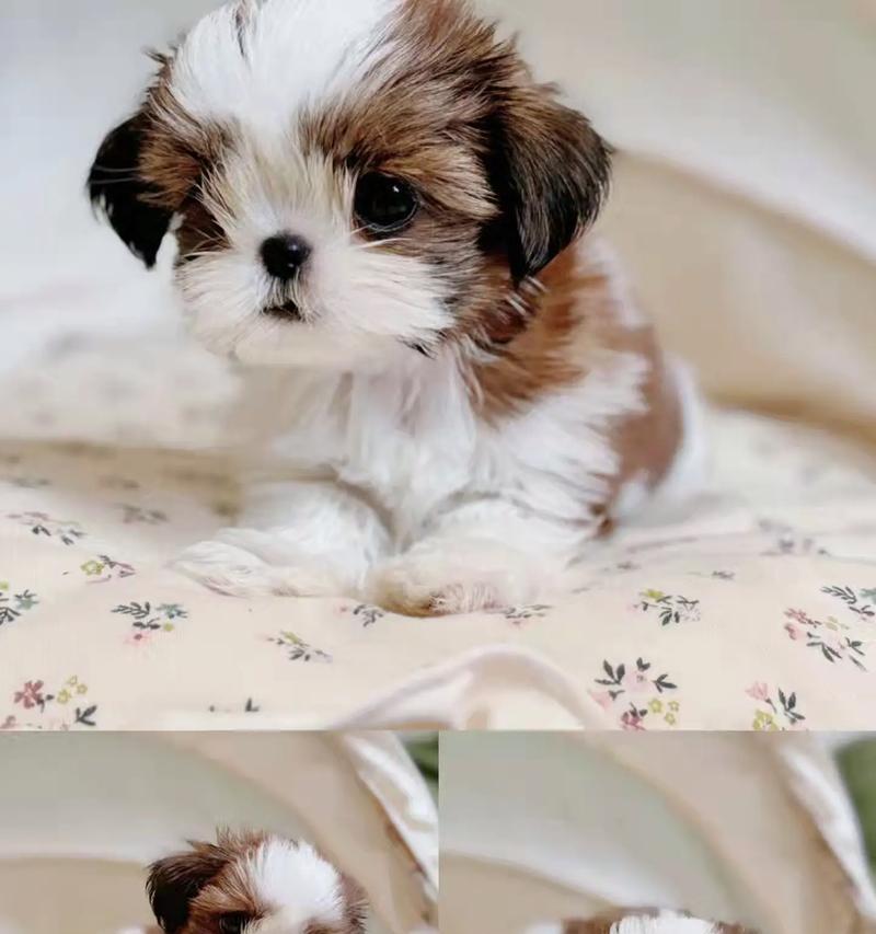 西施犬感冒症状及护理指南