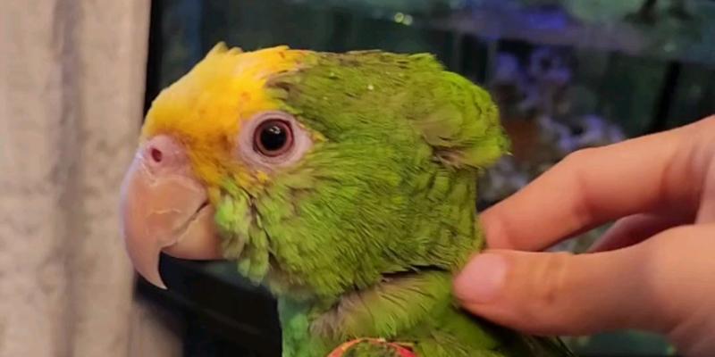 正确饲养方法让双黄头鹦鹉健康快乐