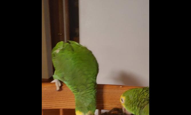 正确饲养方法让双黄头鹦鹉健康快乐