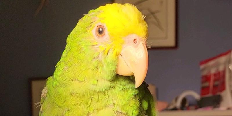 正确饲养方法让双黄头鹦鹉健康快乐