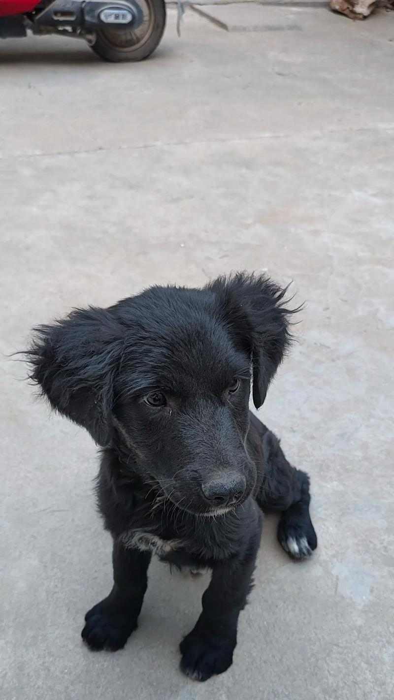 不掉毛狗品种推荐：低掉毛犬种谁最理想