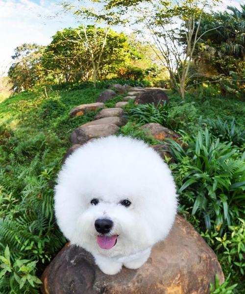 比熊犬常见皮肤问题及预防治疗指南