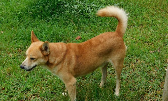 不掉毛狗品种推荐：低掉毛犬种谁最理想