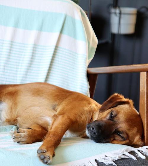 狗狗睡眠时间与健康关系解析