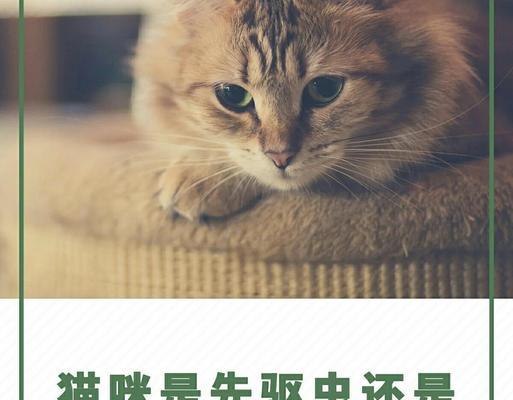 泰迪驱虫后打疫苗的科学时间安排与注意事项