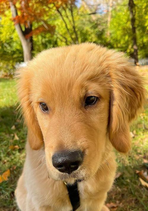 最适合小家庭的宠物及养护技巧指南