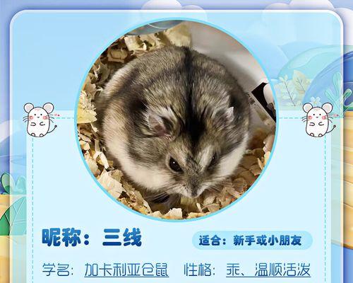 最适合小家庭的宠物及养护技巧指南