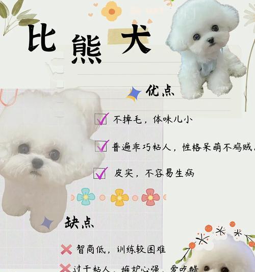 6种常见狗狗价格对比及选犬精髓