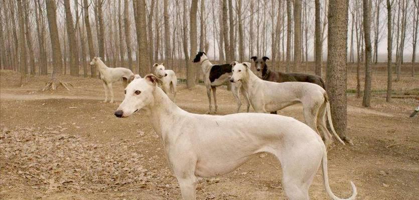 6种常见狗狗价格对比及选犬精髓