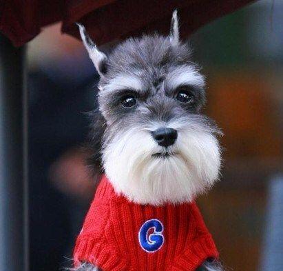 不掉毛狗狗品种大全及日常护理指南