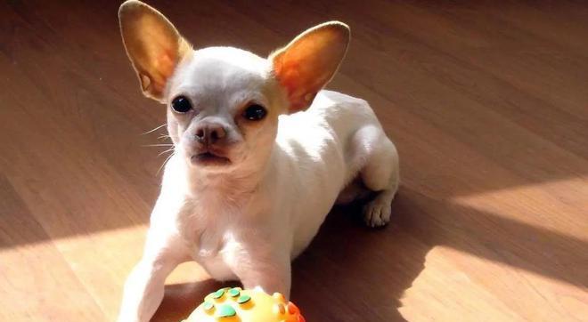 不掉毛狗狗品种大全及日常护理指南