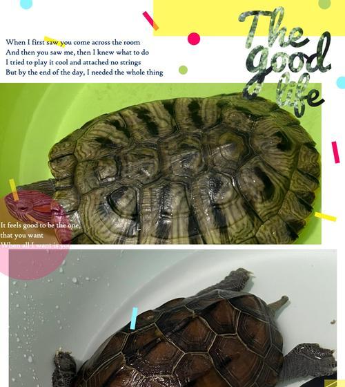 宠物龟品种大全：特点与养护指南