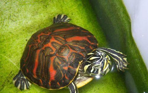 宠物龟品种大全：特点与养护指南