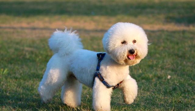 比熊犬常见皮肤问题及预防治疗指南