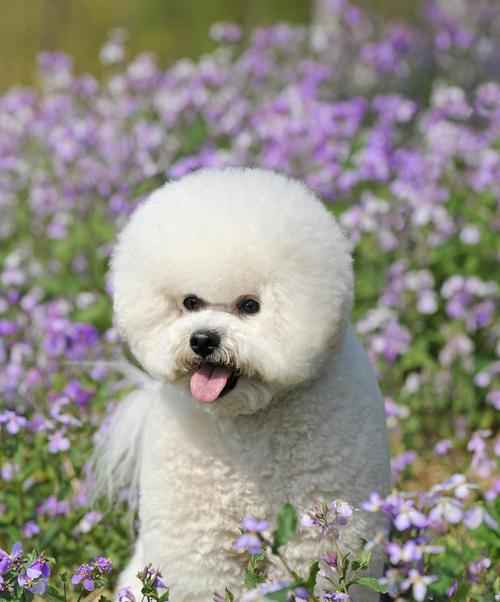 比熊犬常见皮肤问题及预防治疗指南