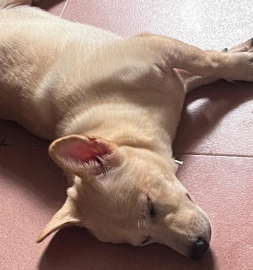 狗狗睡眠时间与健康关系解析