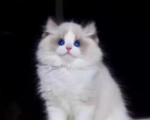 最适合小家庭的宠物及养护技巧指南