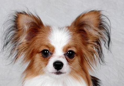 不掉毛狗狗品种大全及日常护理指南