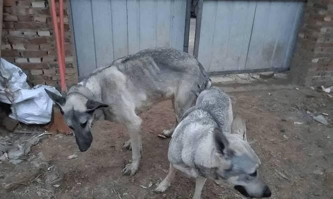 狗犬配种间隔管理：确保繁育健康的关键因素