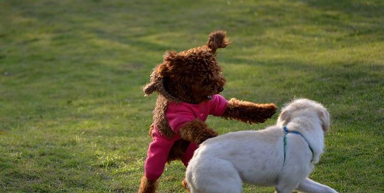 狗犬配种间隔管理：确保繁育健康的关键因素