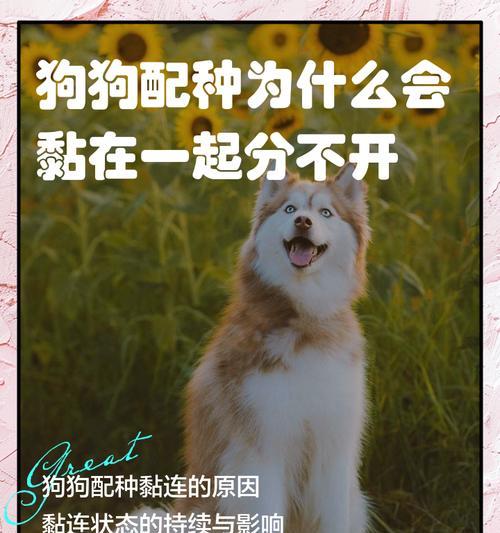 狗犬配种间隔管理：确保繁育健康的关键因素