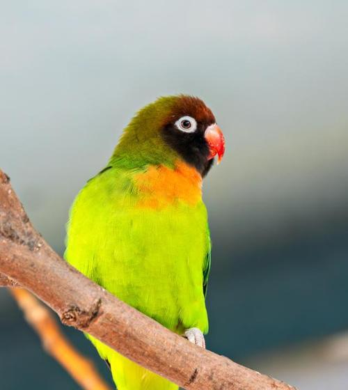 鹦鹉品种解析：多样类型与独特特征