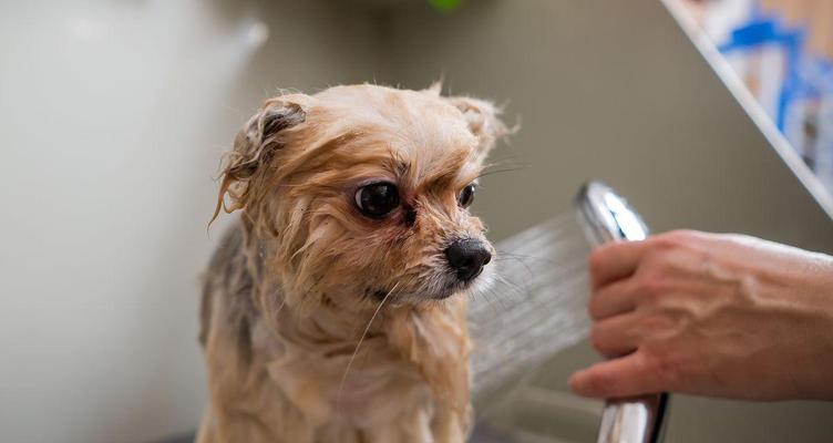 三个月犬只洗澡频率与科学护理方法