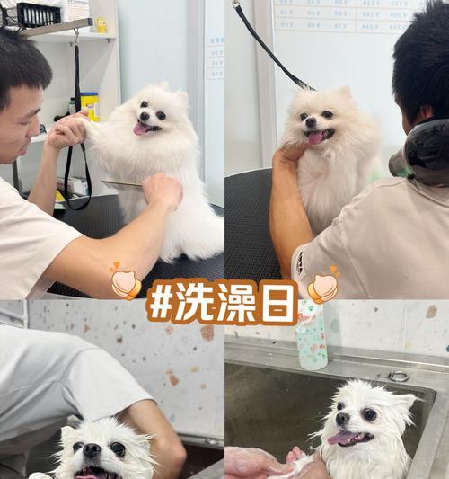 三个月犬只洗澡频率与科学护理方法