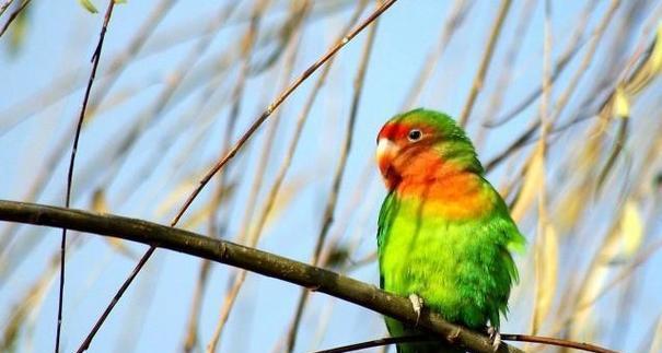 鹦鹉品种解析：多样类型与独特特征