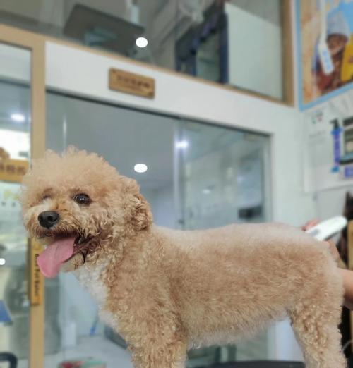 三个月犬只洗澡频率与科学护理方法