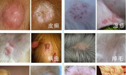 狗狗常见皮肤病原因与护理指南