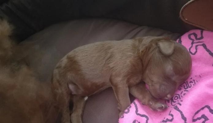 宠物狗繁殖周期解析与科学育儿指南