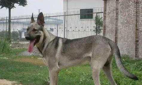 中国犬类文化多样性与人文情感的深度解析