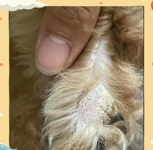 狗狗常见皮肤病原因与护理指南