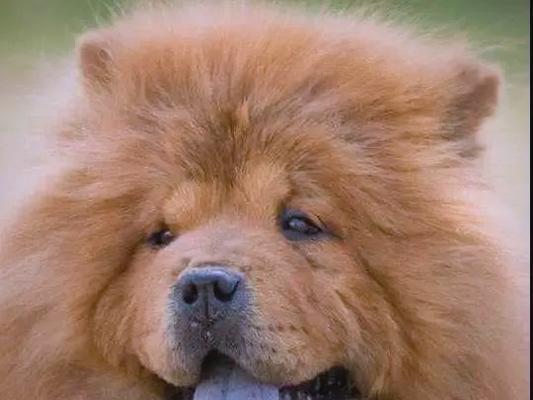 中国犬类文化多样性与人文情感的深度解析