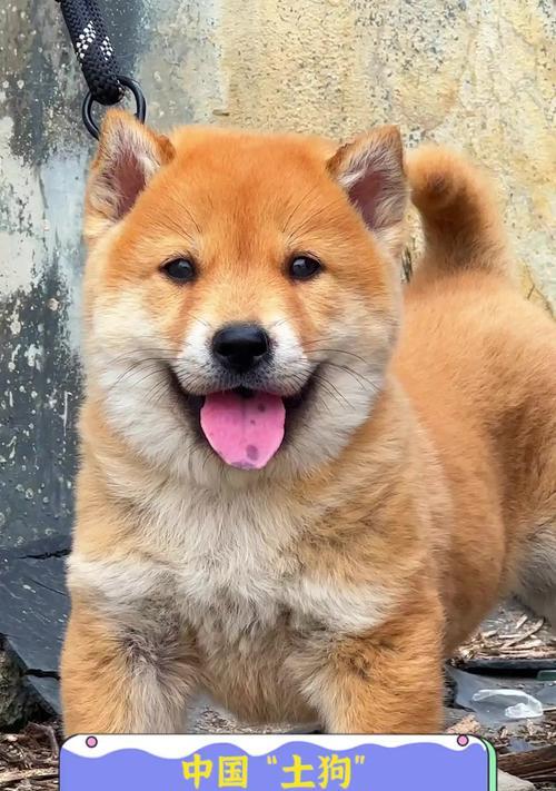 中国犬类文化多样性与人文情感的深度解析