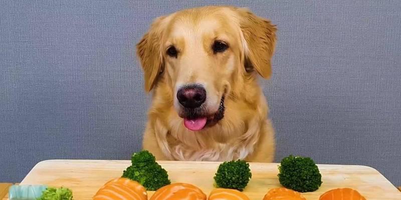 金毛狗青菜饮食搭配及注意事项