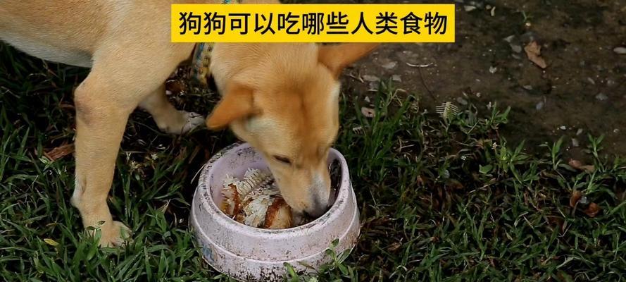 金毛狗青菜饮食搭配及注意事项