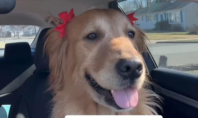 科学调控狗狗饮食频率：年龄、品种与健康指南