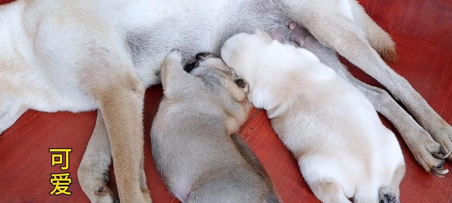 科学调控狗狗饮食频率：年龄、品种与健康指南