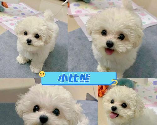 比熊犬体型多样性：从娇小到高大各具特色
