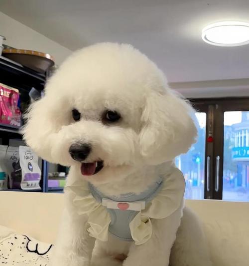 比熊犬体型多样性：从娇小到高大各具特色