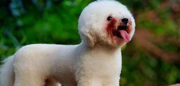 比熊犬体型多样性：从娇小到高大各具特色