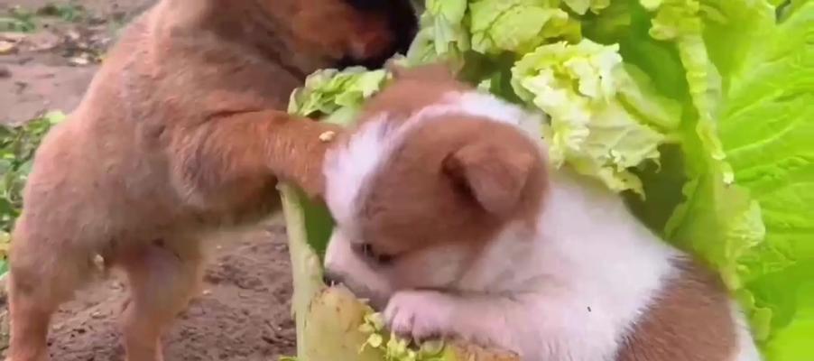 狗健康饮食指南：安全食物与喂养注意事项